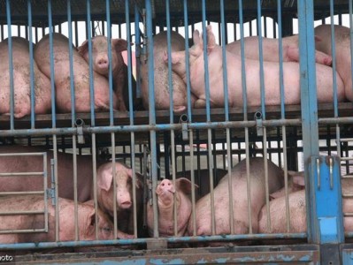 生猪养殖服务器（生猪养殖服务器有哪些）「生猪养殖户」