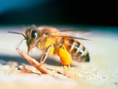 beeor服务器（beyond the wire服务器）「beginner服务器」